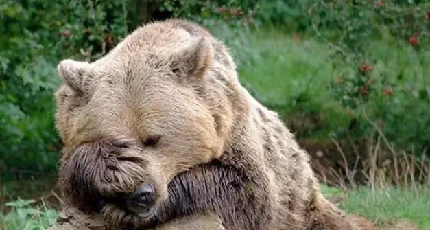 Orsi animalisti di nuovo in piazza a Trento. Il Wwf: favorire le \"migrazioni\" naturali verso altri territori