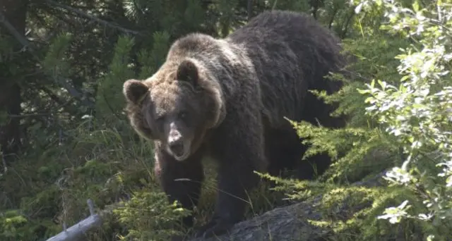 Orsi sulle Alpi, il Parco Adamello Brenta vara un progetto di ricerca