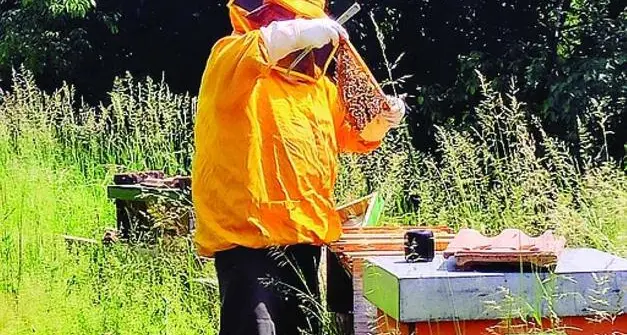 In Trentino le api stanno meglio: grazie al confronto con i frutticoltori sono diminuiti i danni da pesticidi