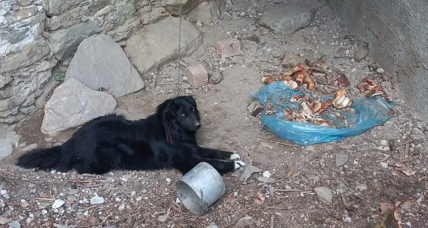 Cani maltrattati, una persona deferita dai carabinieri alla Procura della Repubblica