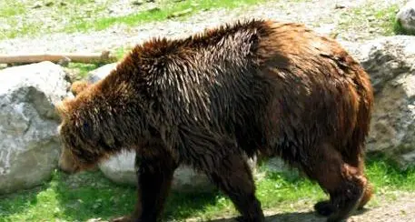 Orsi, i 12 punti per una gestione diversa indicati dall'Oipa al ministero: c'è anche la frutta in alta quota