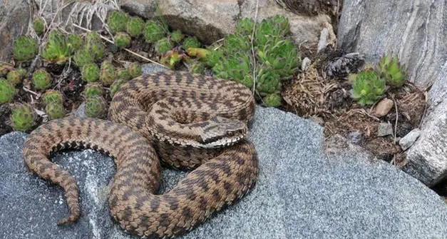 Arco, alpinista morso alla mano da un vipera in parete: ricoverato al Santa Chiara