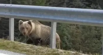 Cei, l'orso sbuca e salta sul cofano dell'auto del cacciatore