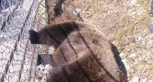 Michela Vittoria Brambilla: accertamenti sul sospetto bracconaggio anti-orso in Trentino
