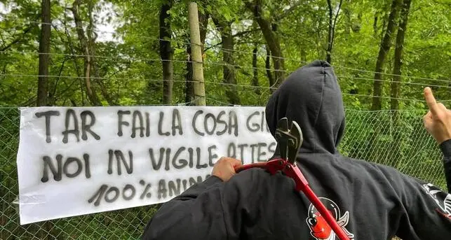 Il destino dell'orsa Jj4, blitz animalista al Casteller: “Tar fai la cosa giusta, noi in vigile attesa”