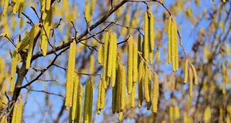 Allergie, con i cambiamenti climatici aumenta il rischio per chi vive in montagna