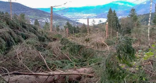 Le foreste trentine dopo la tempesta Vaia, la pioggia frena ancora la diffusione del dannoso insetto bostrico