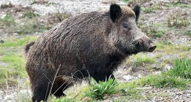 Allarme cinghiali nel basso Chiese: altri raid nei campi, battute mirate dei cacciatori