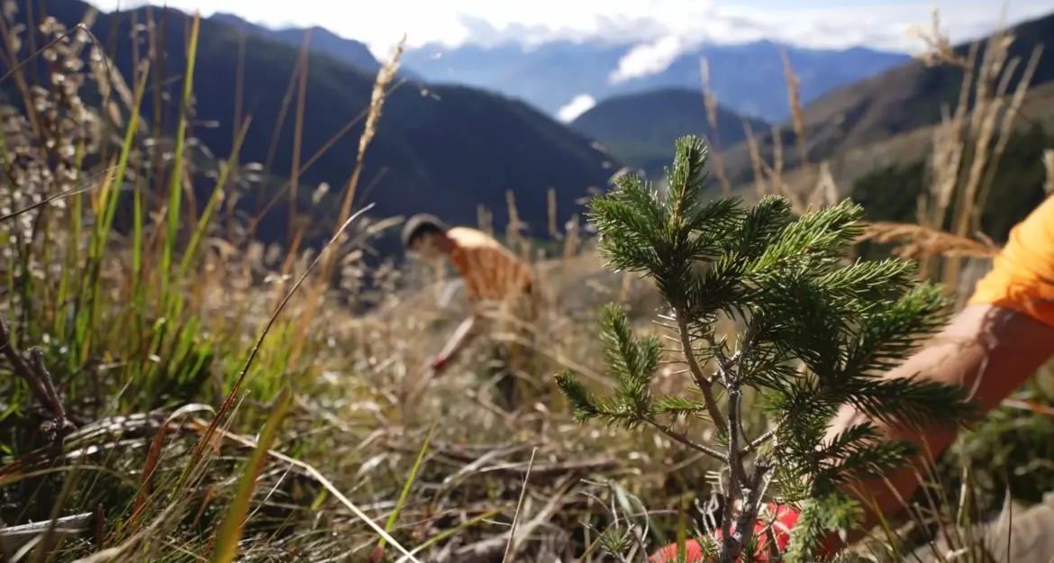 Alberi abbattuti da Vaia o colpiti dal bostrico: avviato il ripristino