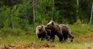 Orsi condannati, nuova manifestazione animalista davanti al Tar di Trento