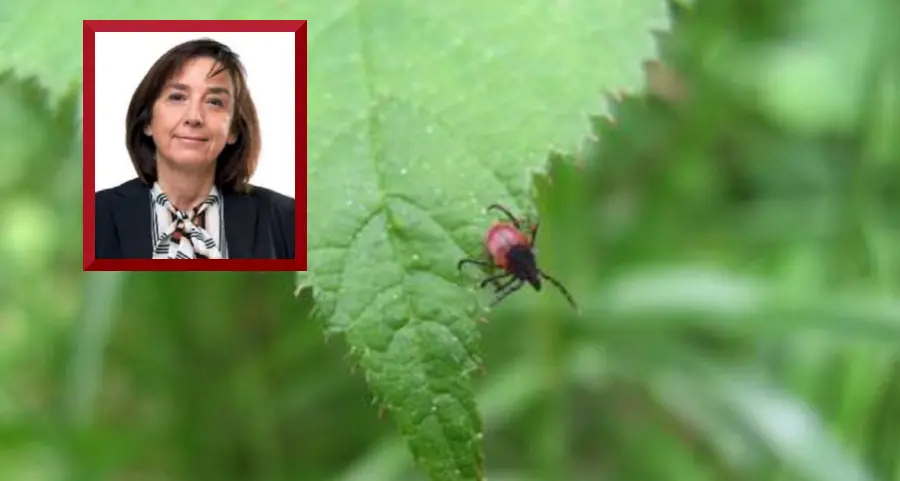 «Zecche, in Trentino aumentano le aree a rischio e i numeri sono in crescita». Ecco come ridurre il pericolo