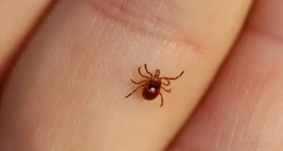 Marito e moglie trentini ricoverati dopo il morso delle zecche, l'uomo in rianimazione