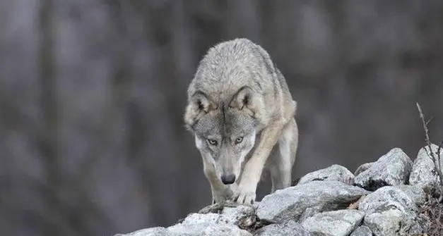 Lupi, nel Bellunese via libera alla dissuasione con pallini di gomma