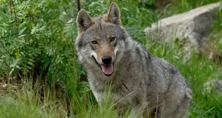 Resta in vigore il decreto per l'abbattimento di due lupi in Lessinia, ma il Tar chiede altre informazioni