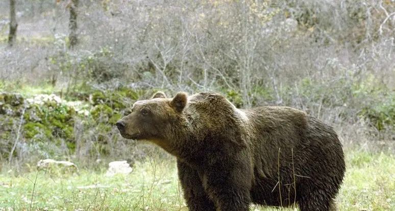 L'orso arriva di notte nel campo scout e rovista nella tenda delle provviste alimentari