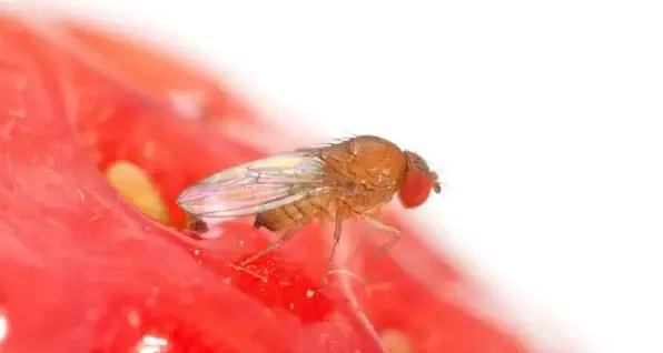 Agricoltura, il moscerino Drosophila suzukii distruttivo su ciliegi e piccoli frutti in Trentino