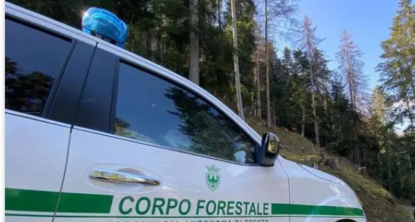 Trento nord: soccorso, curato e rimesso in libertà un cucciolo di capriolo ferito
