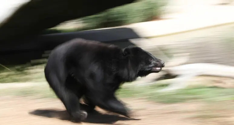 Cucciolo di orso fugge dalla gabbia nell'aereo e vaga all'esterno
