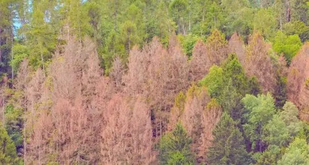 Foreste trentine, i danni da bostrico equivalgono già alla metà di quelli causati dalla tempesta Vaia