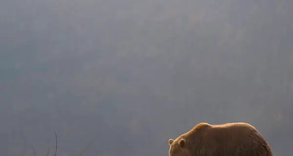 Anterselva, turista tedesco arrestato per aver ucciso un orso in Romania