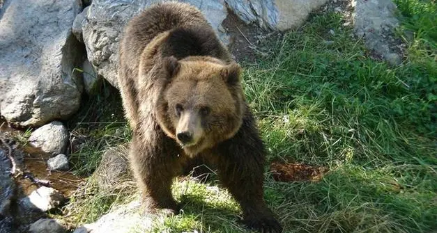 Dialogo con gli animalisti su lupi e orsi: Francesca Gerosa non molla