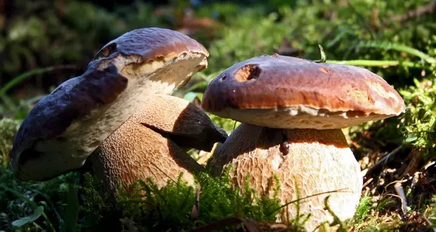 Sul Bondone con il Muse alla scoperta dei funghi e dei loro segreti