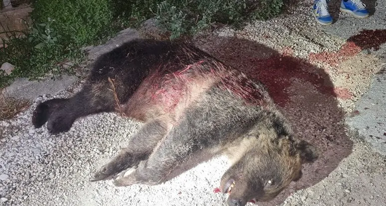 Abruzzo, uccisa a fucilate l'orsa Amarena: individuato lo sparatore