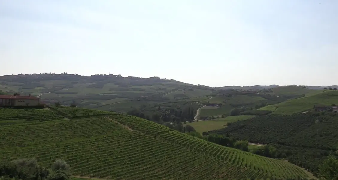 I vitigni dimenticati vengono riscoperti per la sfida dei mutamenti climatici
