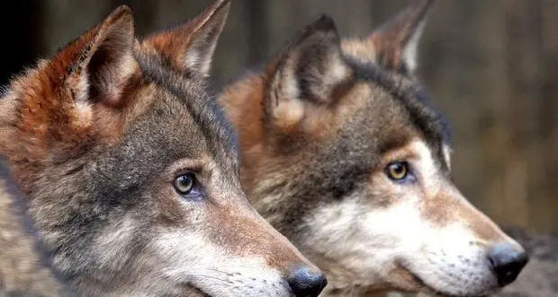 I due lupi condannati a morte, le associazioni: \"Fiducia nel Consiglio di Stato\". Dorfmann (Svp): declassare lo status di protezione della specie