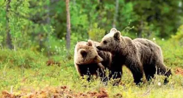 Bondone, lascia in giro cibo per animali selvatici: multato un anziano. È vietato e potrebbe richiamare anche orsi e lupi