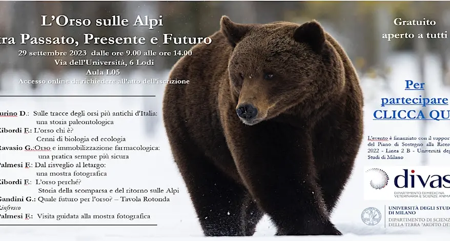 Quale futuro per l’orso sulle Alpi? Esperti a confronto in un incontro aperto a tutti