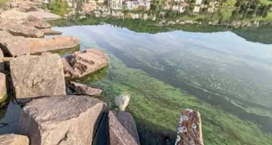 Lago di Serraia, le alghe ancora in aumento: allarme per la fauna