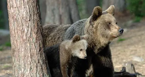 Orsi, ottimismo per la sopravvivenza del cucciolo orfano di F36, adesso ha circa otto mesi di età