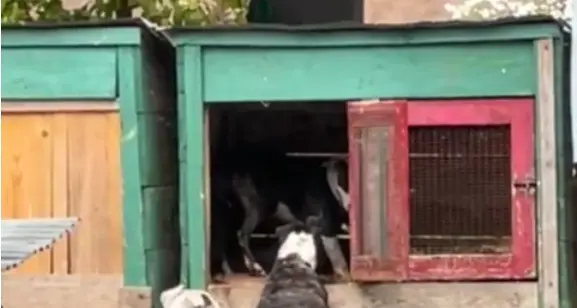 Momenti di paura a Tezze: tre cani amstaff azzannano i conigli e poi aggrediscono l'allevatore