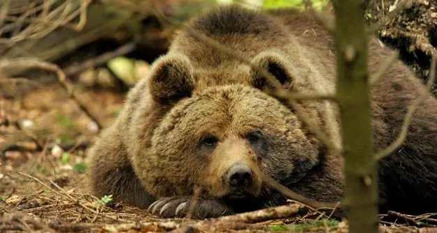 Ancora orsi morti in Trentino: altri due animali trovati senza vita a Bresimo e a Ronzone