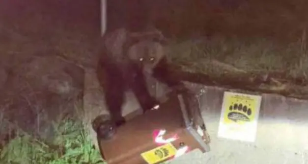 Investito l'orso \"confidente\" di Dimaro: M90 è scappato nel bosco, incolume l'automobilista