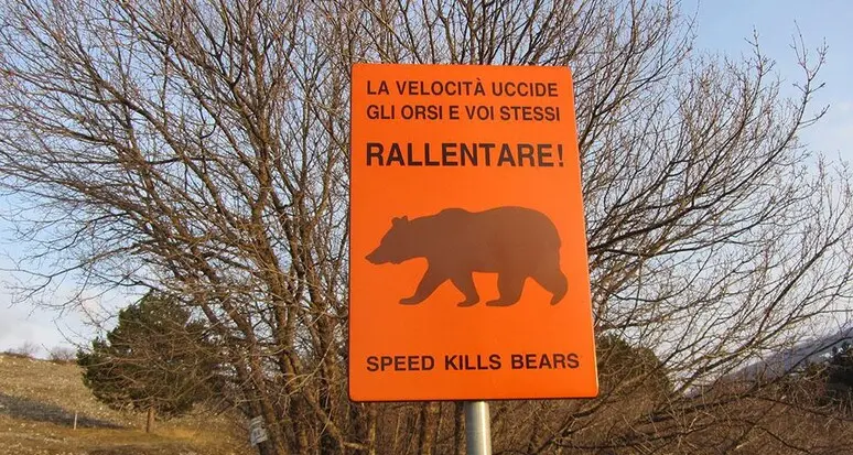 «Troppi orsi e altri animali investiti in Trentino: bisogna costruire i passaggi protetti»