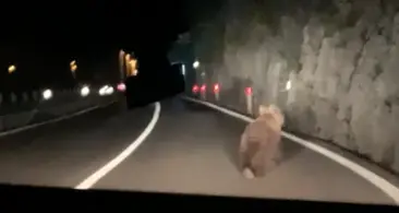 Un altro orso investito: lo scontro nella notte vicino a Covelo, polemica per l'assenza di corridoi faunistici
