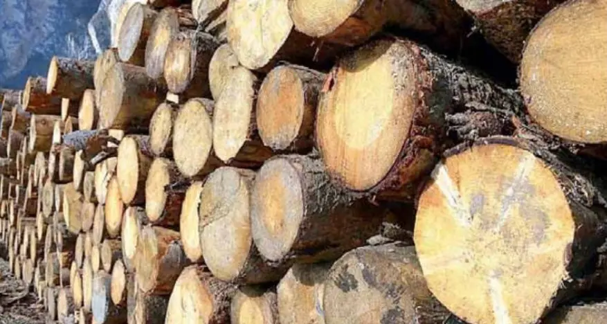 Legname di scarsa qualità: il valore in Trentino crolla. Segherie in allarme: lavoro a rischio