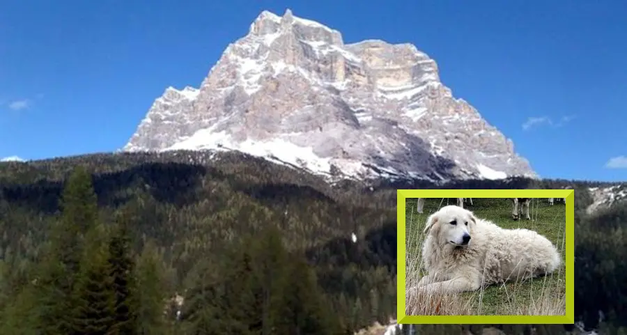 Circondato da cani maremmani in montagna, salvato dal soccorso alpino