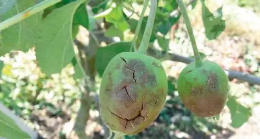 Agricoltura trentina: tutto il territorio a rischio per eventi atmosferici estremi