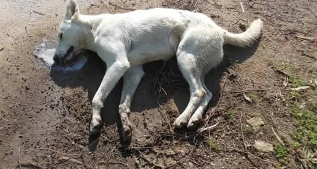 Ancora in azione i criminali dei bocconi avvelenati in Trentino: un cane ucciso sull'altopiano di Piné