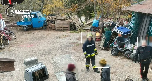 Maltrattamento di animali, denunciato un uomo a Sant'Orsola: sequestrati dai carabinieri 25 cani