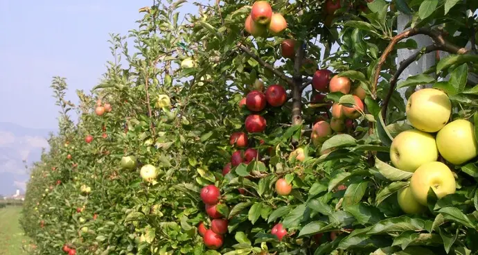 Produzione di mele, leggero aumento in Trentino: 485 mila tonnellate