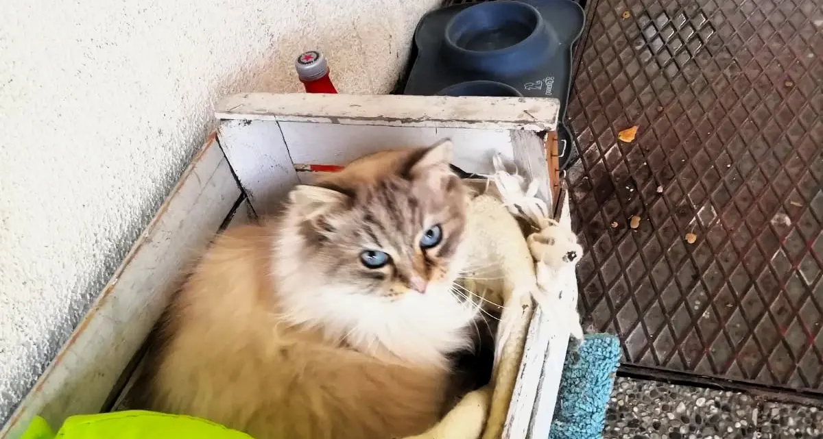 La gatta Bianchina a rischio sfratto Itea, monito dell'Enpa: \"Dovete lasciarla là\"
