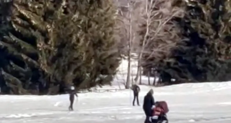 Il lupo passeggia tranquillo sulla pista tra sciatori e mamme con il passeggino: \"Va dissuaso e allontanato\"