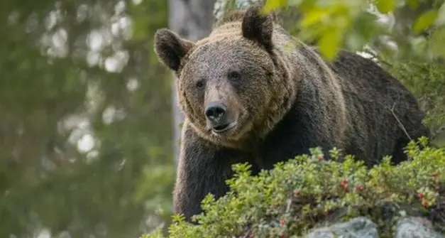 L'orso M90 condannato e ucciso, insorge il mondo animalista: sabato manifestazione a Trento