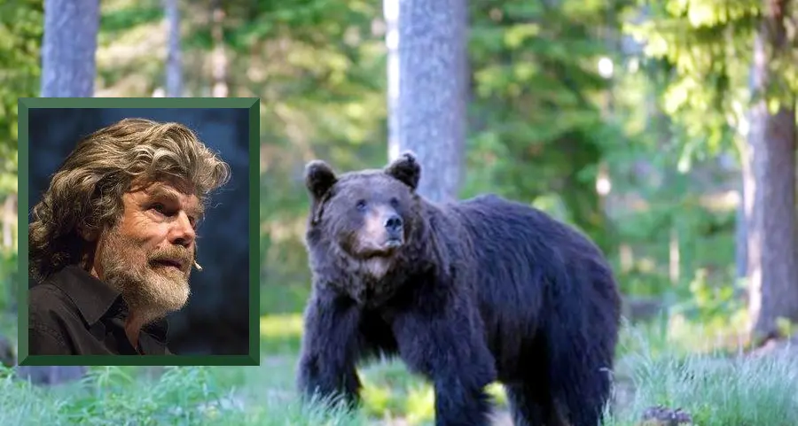 Reinhold Messner e l'uccisione di M90: \"Ormai gli orsi in Trentino sono troppi\"
