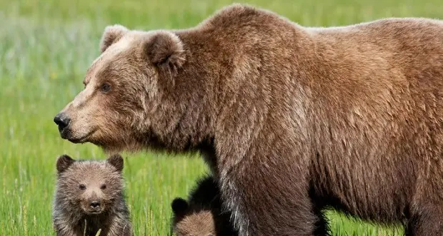 Gli animalisti: in Trentino 62 orsi morti o catturati in 23 anni. Fugatti: ora sono troppi e il problema va affrontato