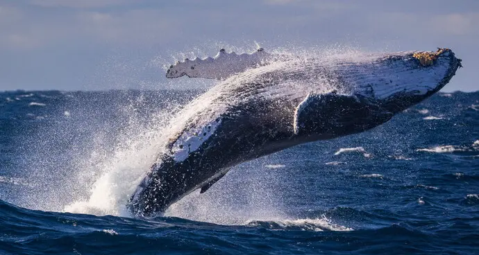 Il 20% delle specie migratorie sempre più a rischio estinzione